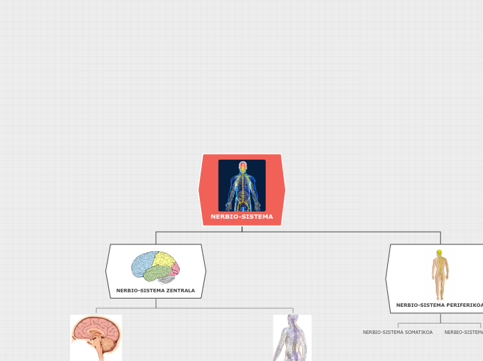 NERBIO-SISTEMA - Mapa Mental