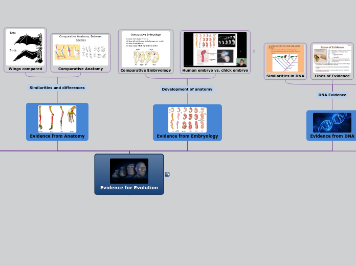 Evidence for Evolution STUDENT GENERATED