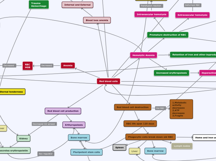 Red blood cells - Mind Map