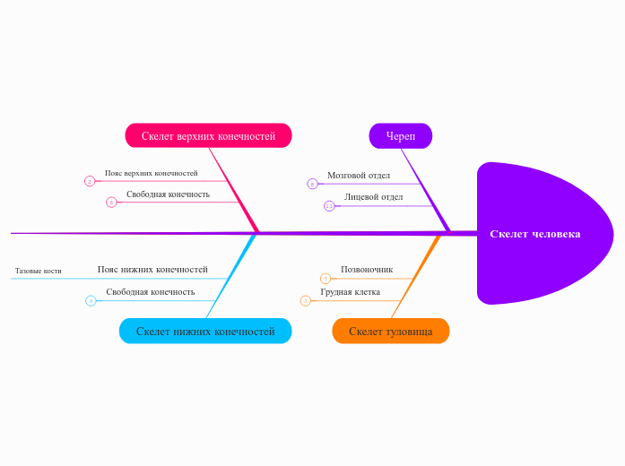 Скелет человека - Мыслительная карта