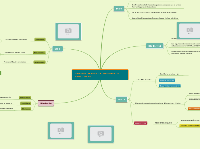 SEGUNDA SEMANA DE DESARROLLO EMBRIONARO - Mapa Mental
