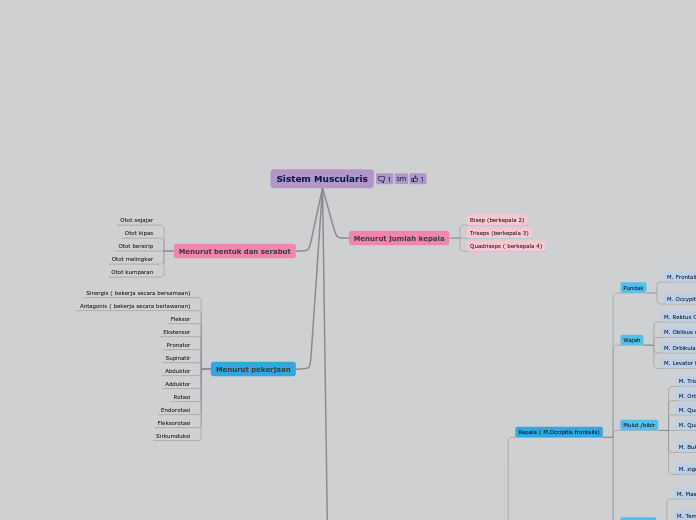 Sistem Muscularis - Mind Map