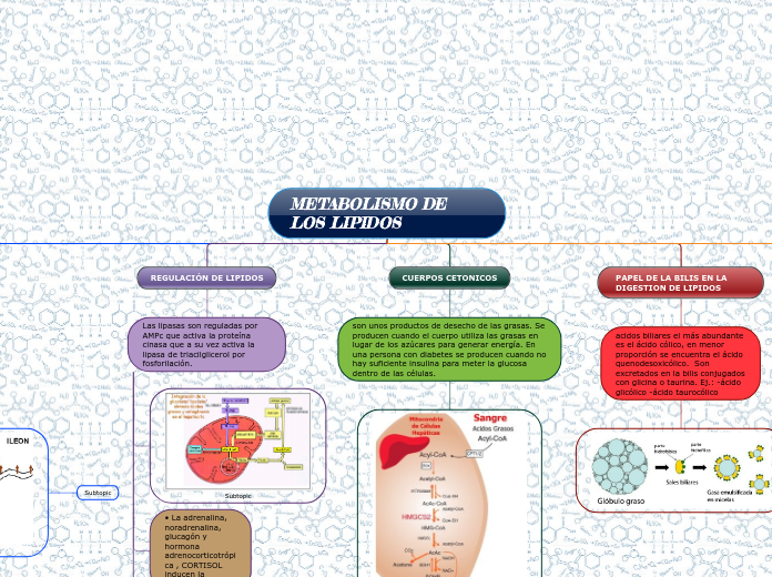 METABOLISMO DE     LOS LIPIDOS