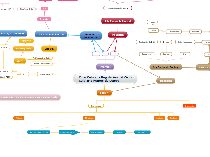 Ciclo Celular - Regulación del Ciclo Celular y Puntos de Control