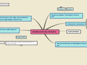 Sample Mind Map