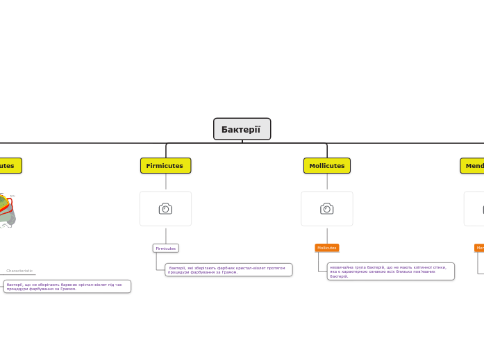 Бактерії  - Мыслительная карта