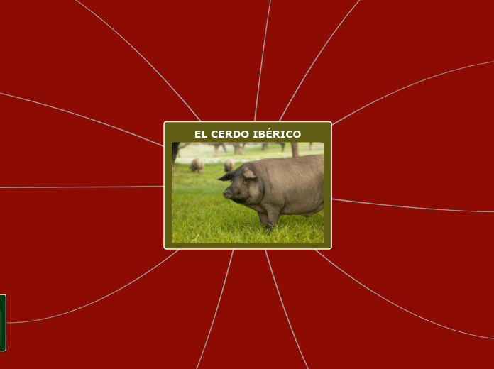 CERDO IBÉRICO