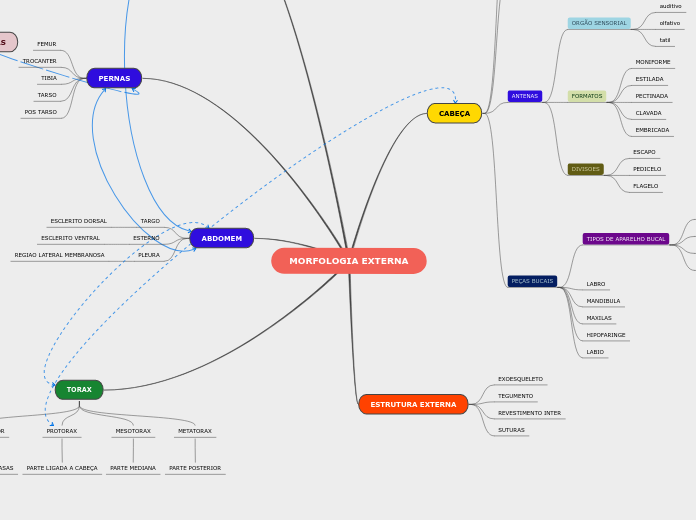 MORFOLOGIA EXTERNA