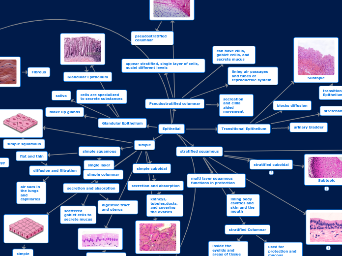 Epithelial