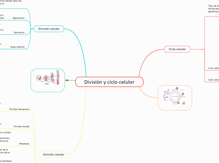 División y ciclo celular