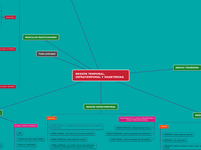REGIÓN TEMPORAL, INFRATEMPORAL Y MASETERINA