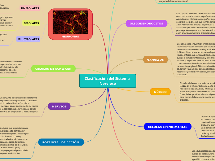 Clasificación del Sistema Nervioso