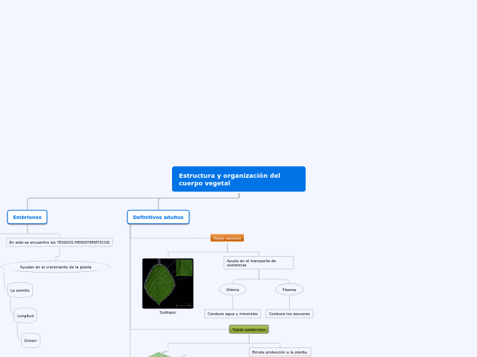 Estructura y organización del         c...- Mapa Mental