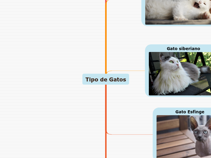 Tipo de Gatos