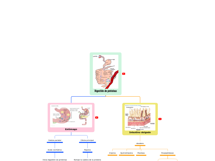 Digestión de proteinas