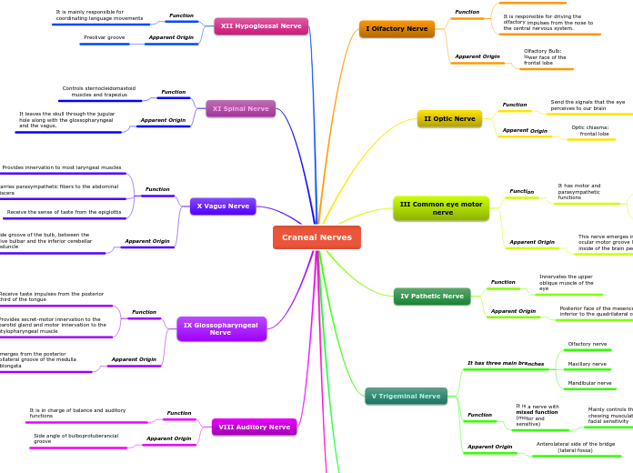 Craneal Nerves