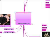 Temperate Forest - Mind Map