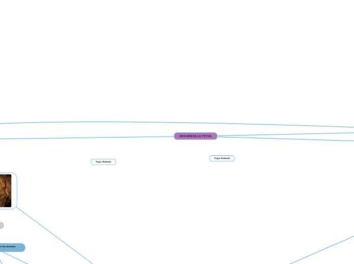 DESARROLLO FETAL