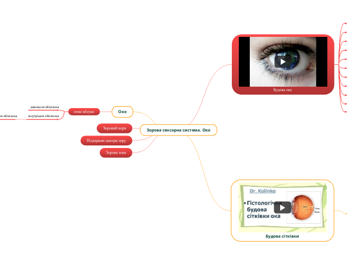 Зорова сенсорна система. Око - Мыслительная карта