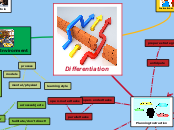 Differentiation - Mind Map