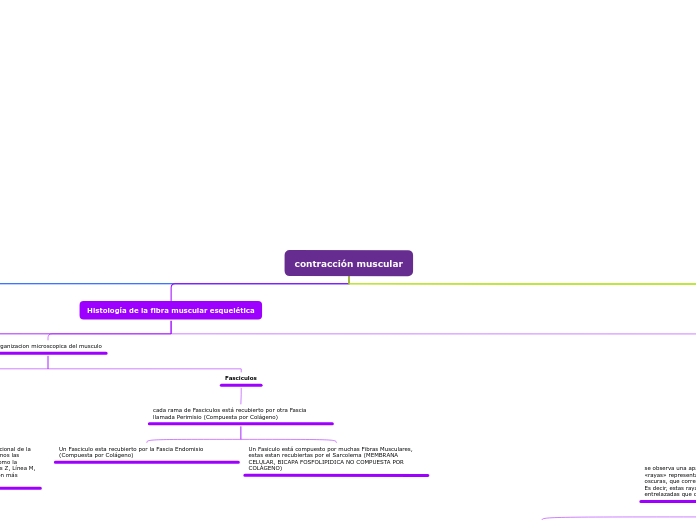 contracción muscular - Mapa Mental