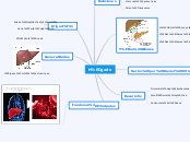 Hígado - Mapa Mental