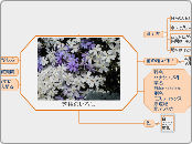 芝桜のいろは - マインドマップ