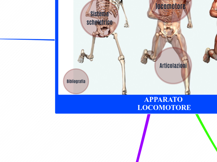 APPARATO LOCOMOTORE