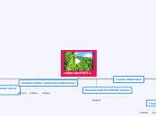 reforestación - Mapa Mental
