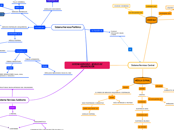 SISTEMA NERVIOSO - NIVELES DE ORGANIZACIÒN
