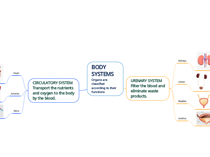 BODY SYSTEMS
Organs are classified accordi...- Mind Map