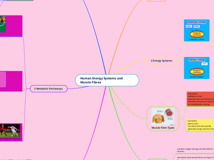 Human Energy Systems and Muscle Fibres