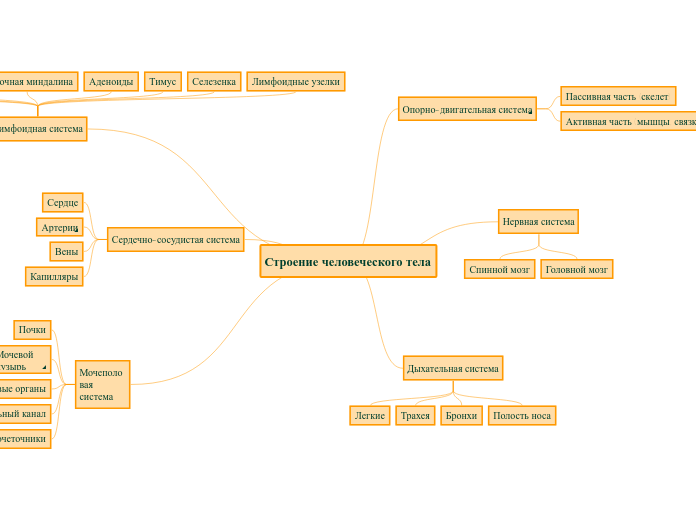 Строение человеческого тела - Мыслительная карта