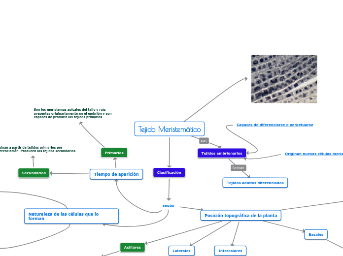Tejido Meristemático - Mapa Mental