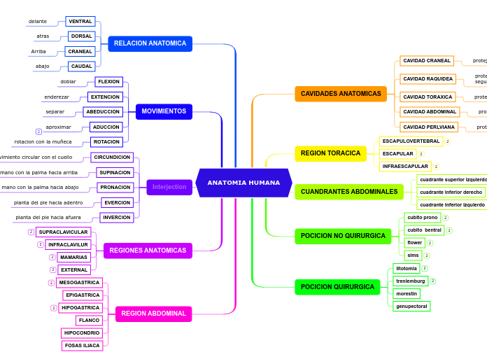 ANATOMIA HUMANA