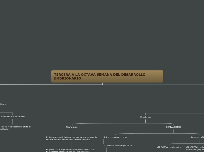 TERCERA A LA OCTAVA SEMANA DEL DESARROLLO EMBRIONARIO