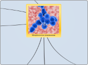 Streptococcus pneumoniae