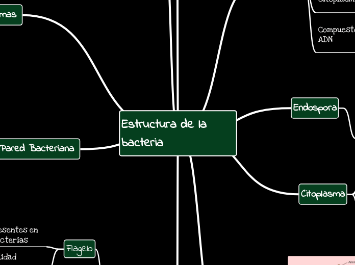 Estructura de la bacteria 