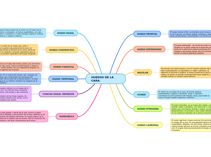 HUESOS DE LA CARA MAPA MENTAL 