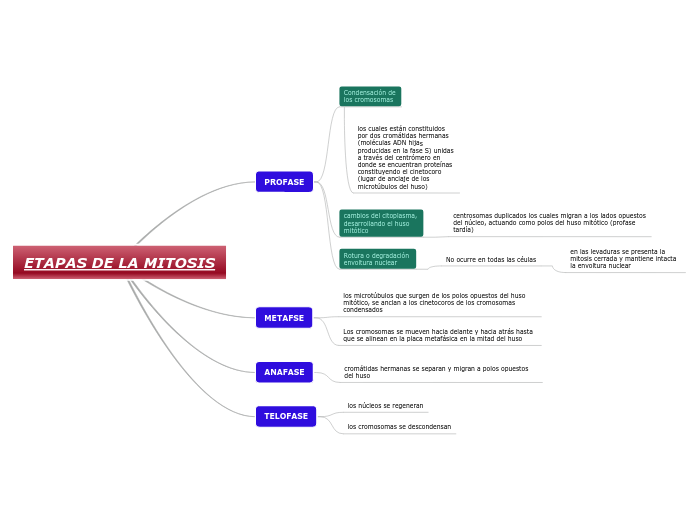 ETAPAS DE LA MITOSIS