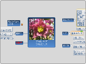 アキレギアブルガリス - マインドマップ