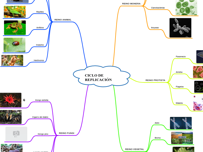 CICLO DE REPLICACIÓN