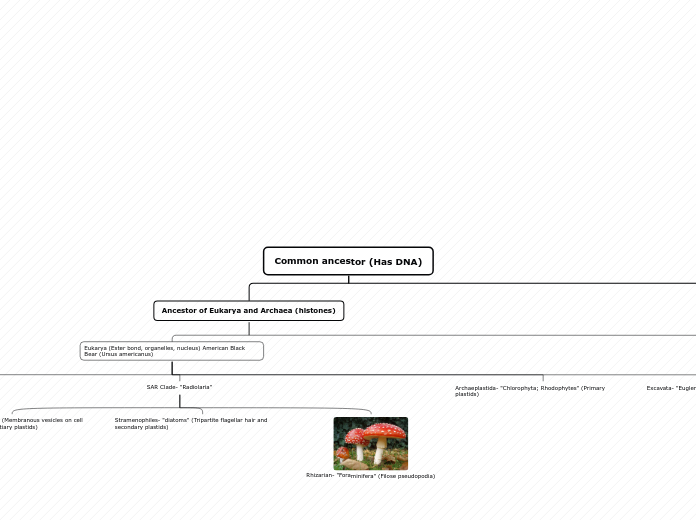 Common ancestor (Has DNA) - Mind Map