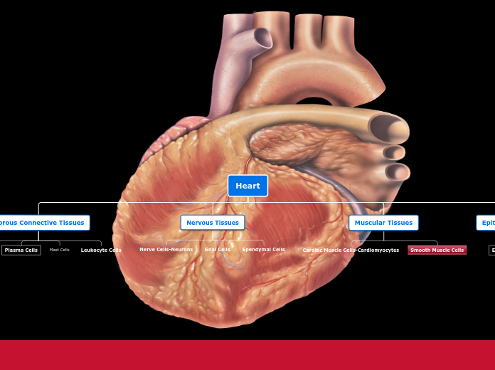 Heart Flow Chart