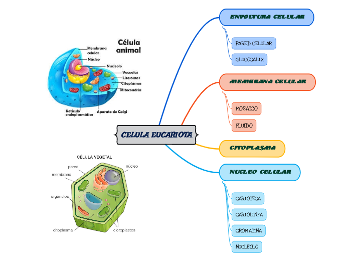 CELULA EUCARIOTA - Mapa Mental