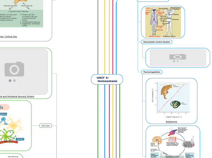 UNIT 4:
 Homeostasis