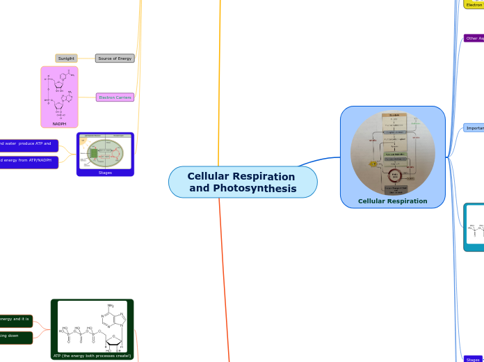 Cellular Respiration and Photosynthesis