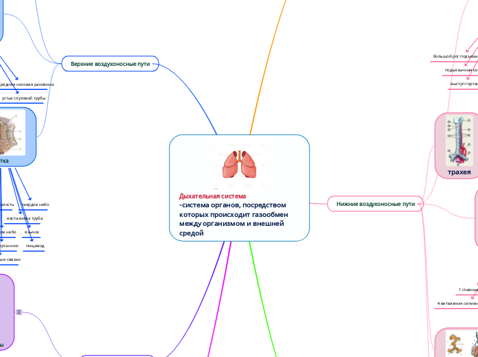 Дыхательная система
-система орг...- Мыслительная карта