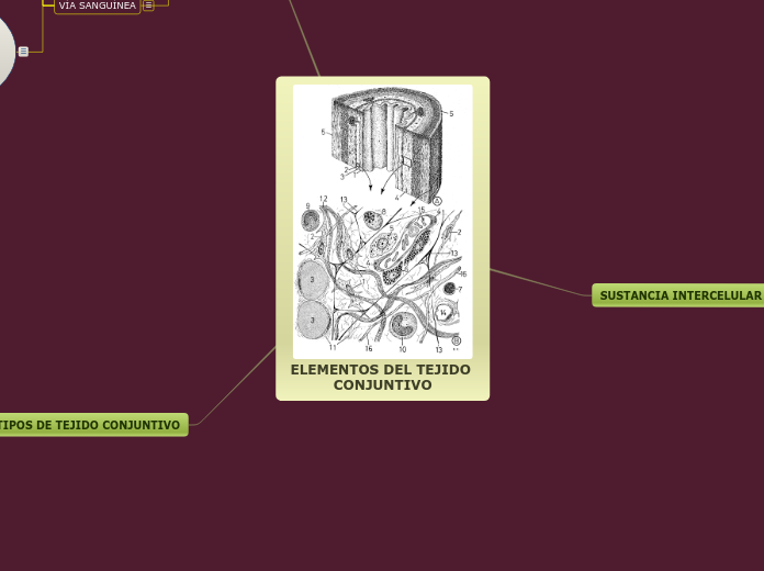 MAPA ELEMENTOS DEL TEJIDO CONJUNTIVO