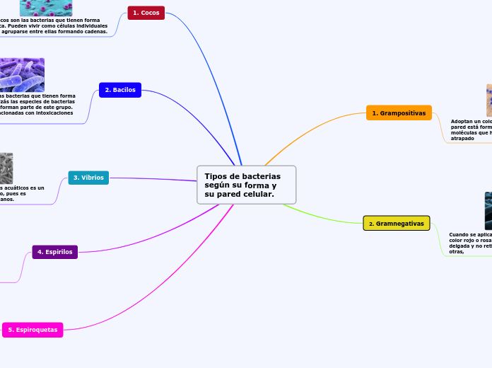 Tipos de bacterias según su forma y  su pared celular.